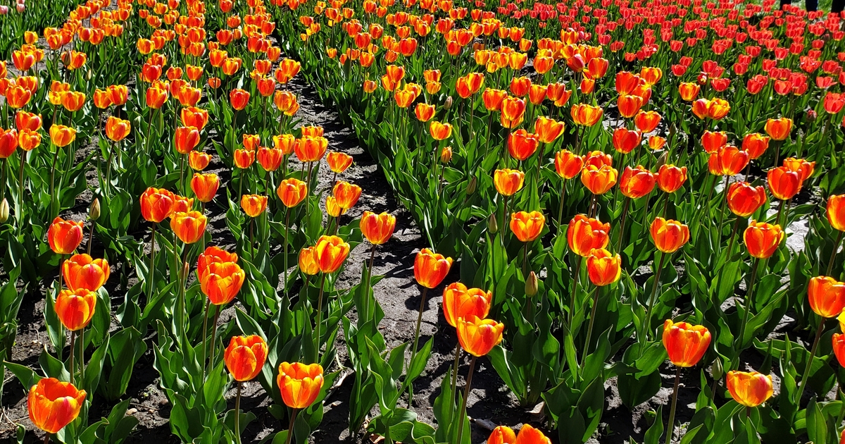 Why Is Tip Toe Thru The Tulips Scary Tip toe through the tulips