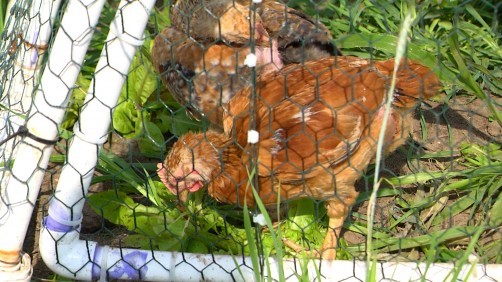 Integrating chickens into vegetable production may aid soil