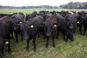 Heat-resistant ‘cow of the future’ under development