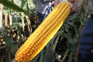 USGC rolls out 2018-19 corn quality report