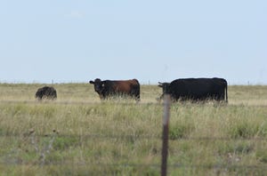 Forage quality a key grazing consideration after March wildfires