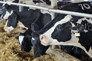 Grant to target dairy feed efficiency