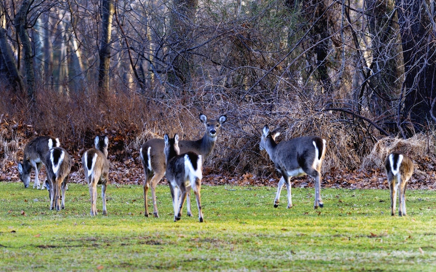 Michigan sets 'potential high-risk areas' around TB-positive deer Michigan sets 'potential high-risk areas' around TB-positive deer