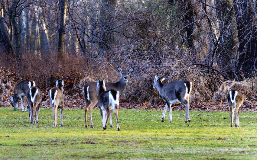 Paper summarizes CWD risk management practices