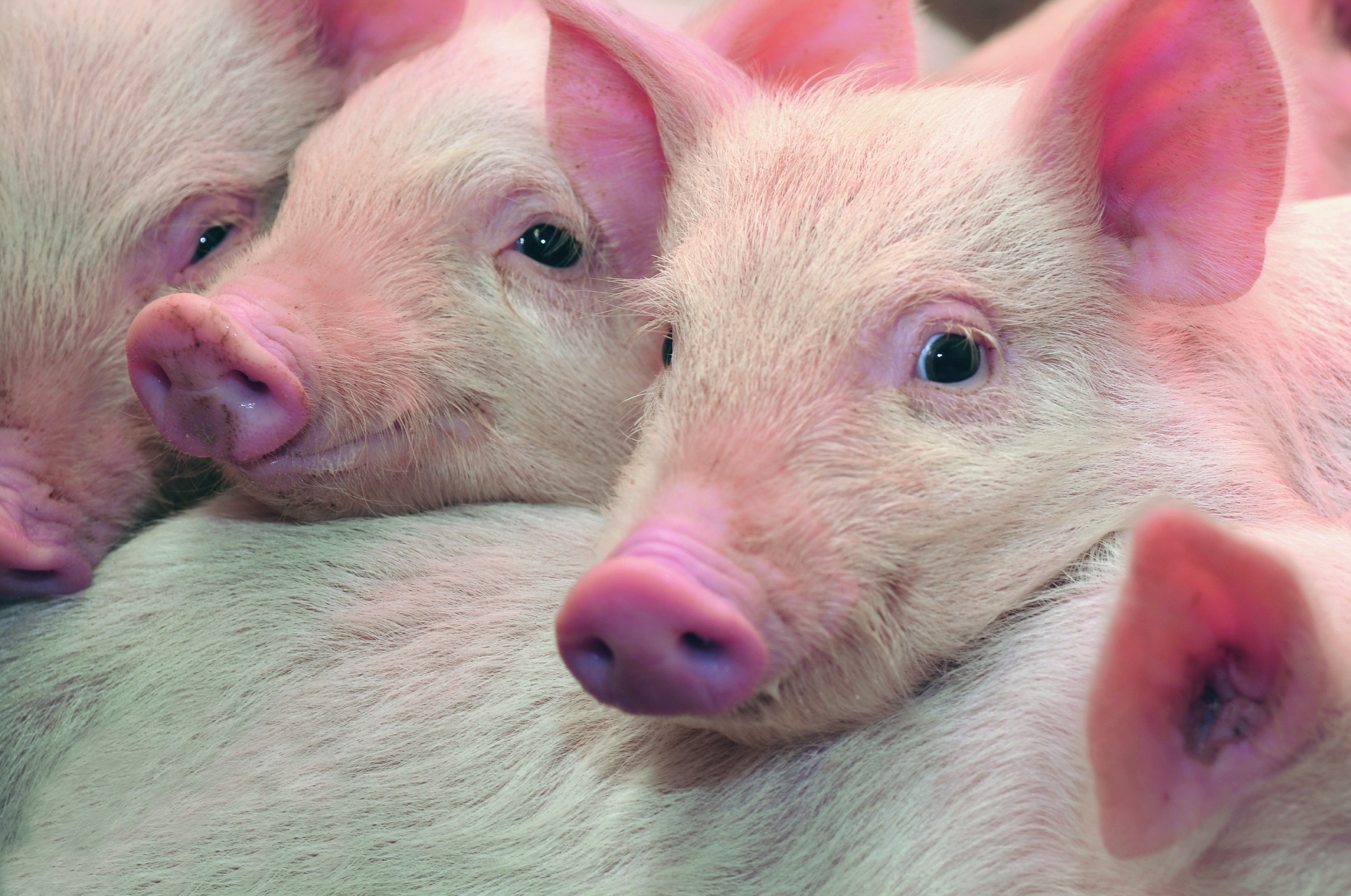 Berg + Schmidt strengthens animal nutrition segment, unveils new branding - Vimarsana News