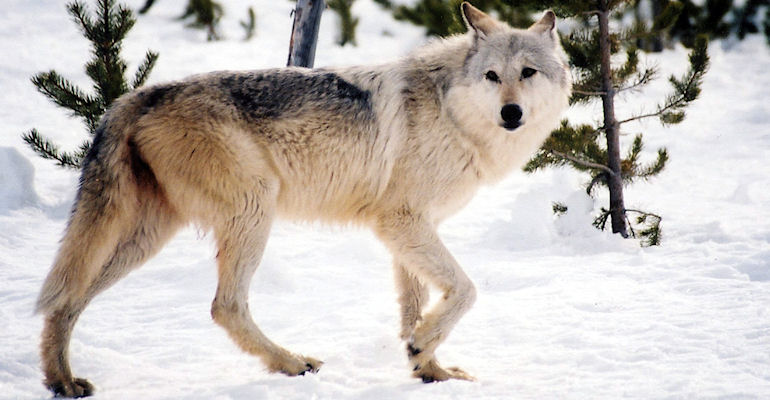 Court reinstates federal protections for gray wolves