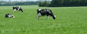 Organic farmers think of milk fever in cows in different ways