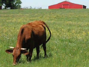 Texas AM livestock modeling.jpg