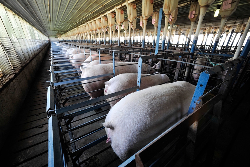 Compass Group USA to phase out gestation crates by summer 2023