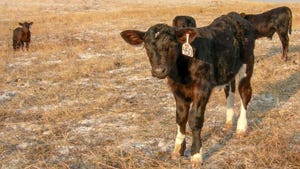 U Nebraska calf scours.jpg