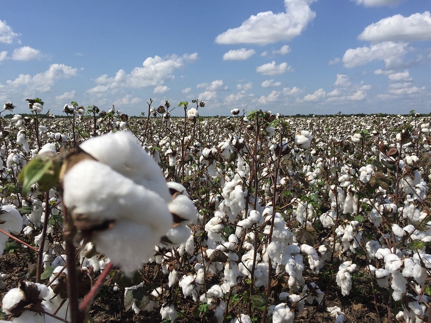 Southwest turning to cotton amid drought, low grain prices