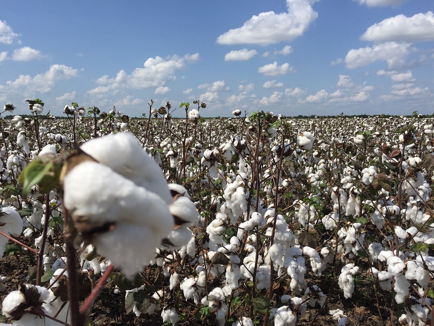 U.S. challenges India’s market price support for cotton U.S. challenges India’s market price support for cotton