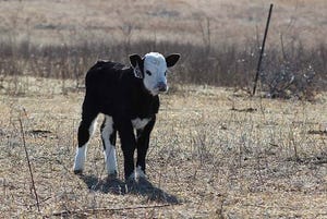 Kansas State young calf.jpg