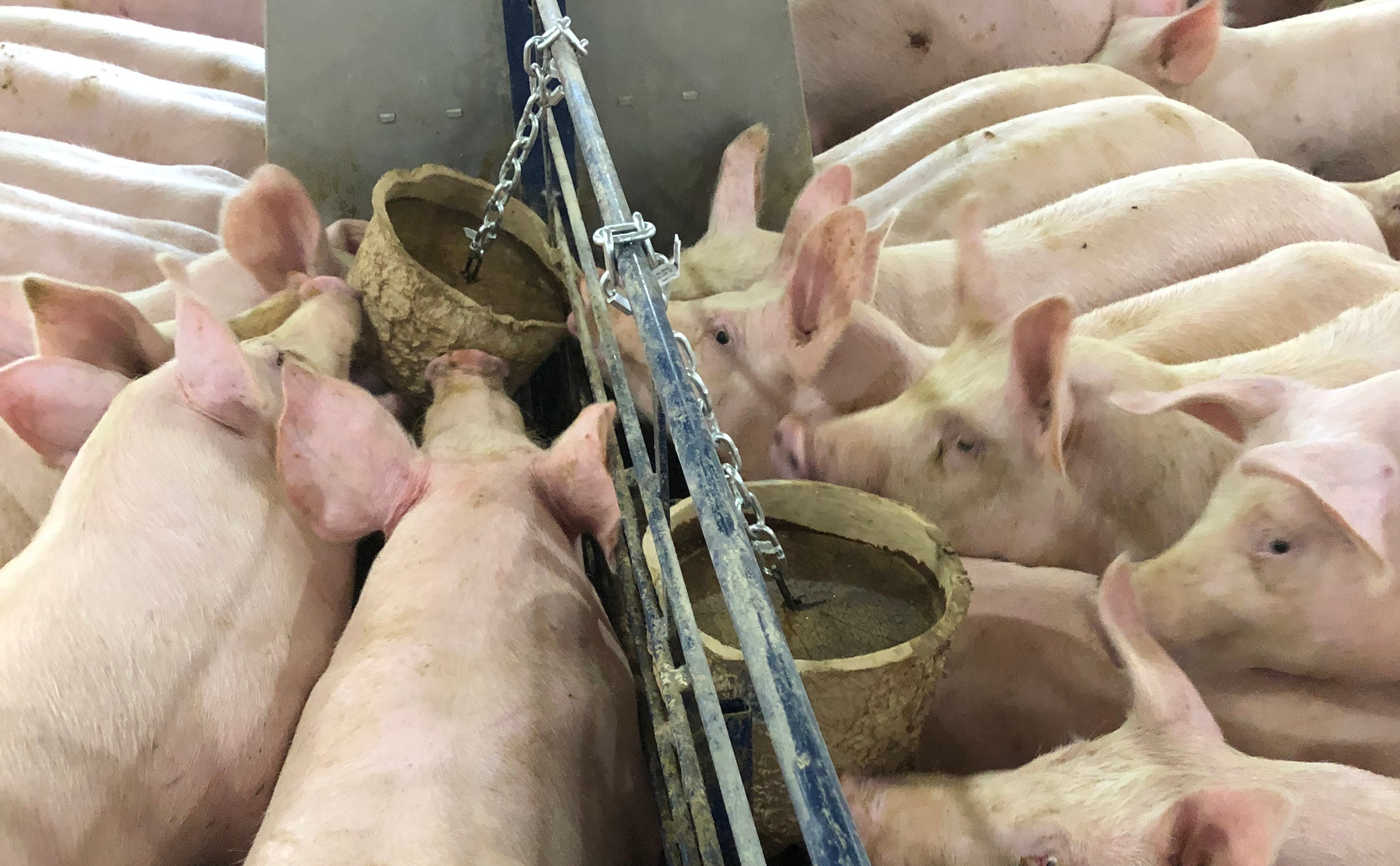 Hubbard Feeds introduces new AllBite block