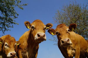 SRUC cattle methane while grazing.jpg