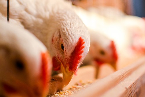 Broiler lighting, insect feeds focus of new research grants