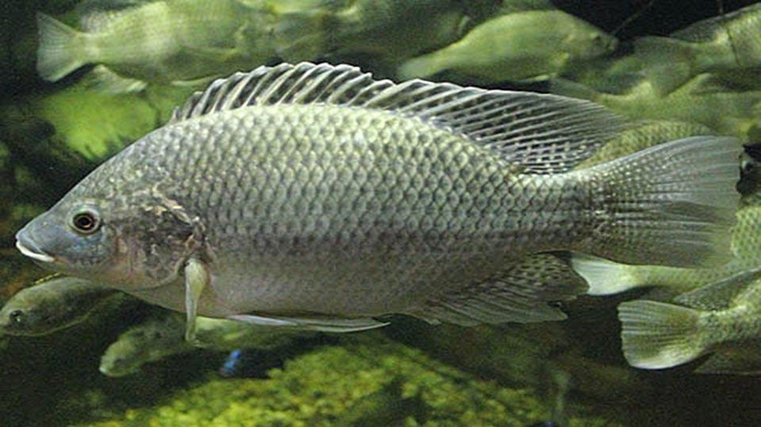 Genetic key to salt tolerance discovered in tilapia fish
