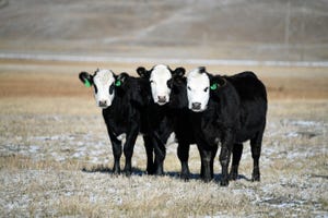 Heifer development linked to long-term cow/calf herd profitability