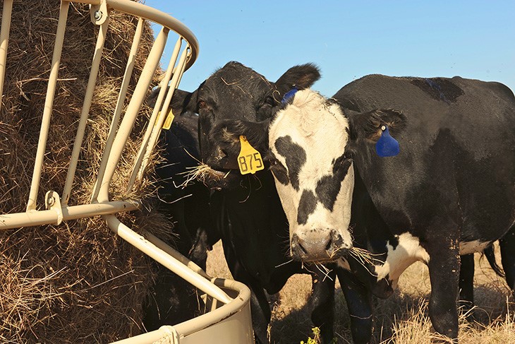 Oklahoma State spring calving cows.jpg