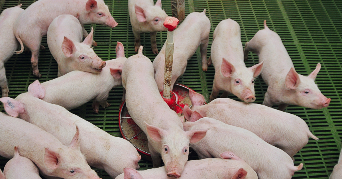 CSA Animal Nutrition adds swine nutritionist