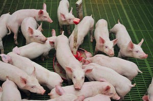 Elanco, AgBiome to collaborate on swine nutritional health
