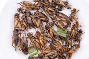 N&H TOPLINE: Breaking barriers to using insects as food source