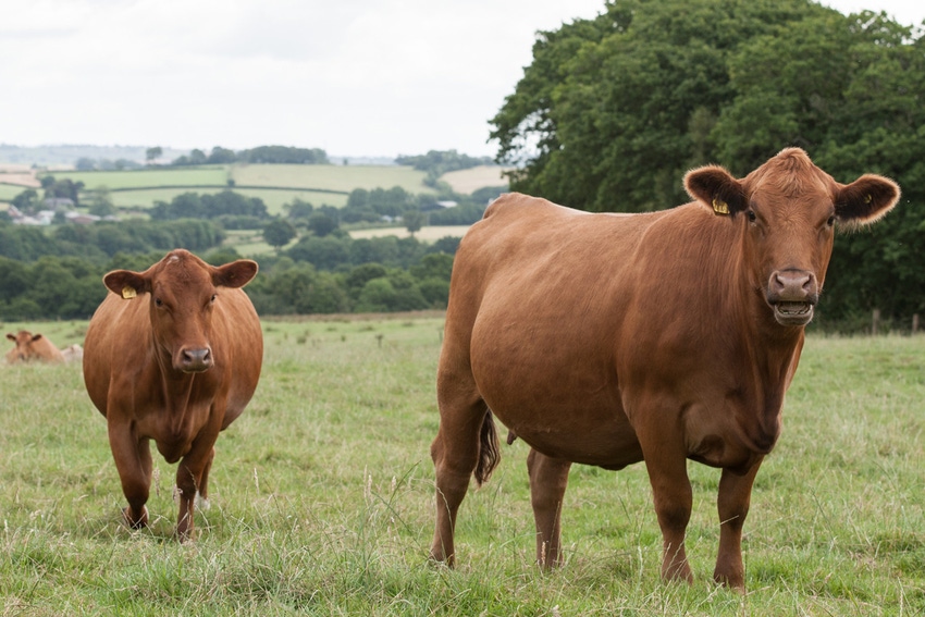 Healthy soils lift animal weights Healthy soils lift animal weights