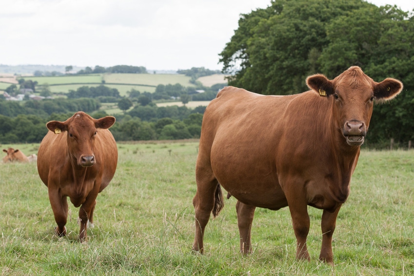 Healthy soils lift animal weights