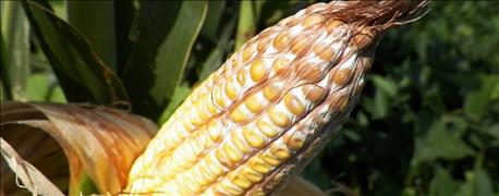 Corn harvest report: Higher average test weight, lower moisture and damage