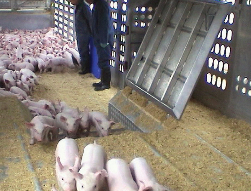 Low-stress techniques challenge status quo on pig handling
