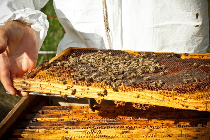University of Florida to open new bee lab