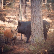 Field trials start for feral swine toxic bait