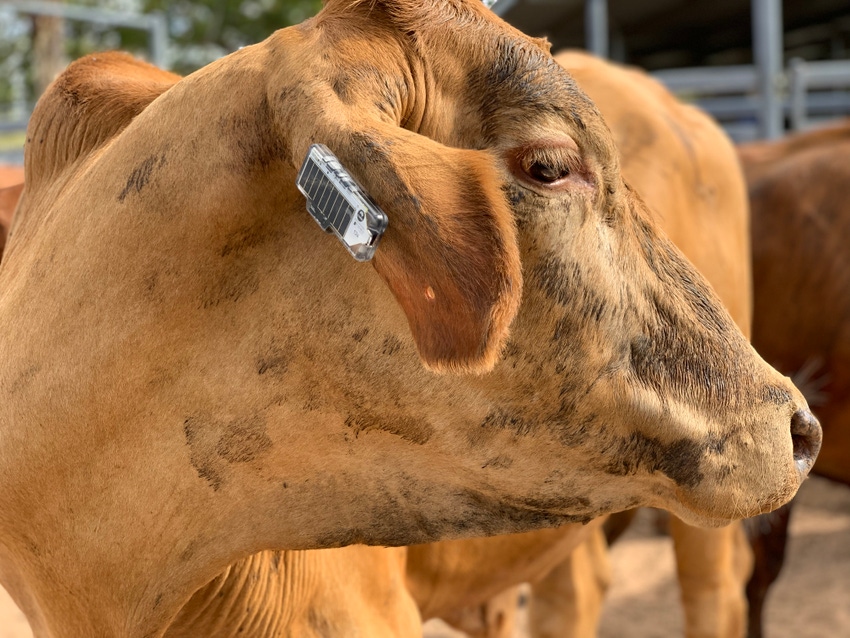 Fitness tracker for cows to help farmers