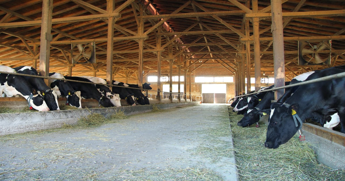 Amp Americas begins construction on dairy RNG Facility