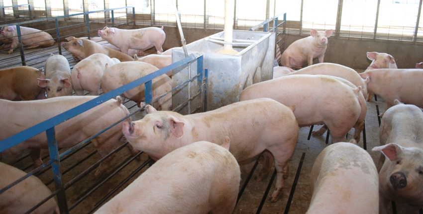 Strategies available to slow swine growth