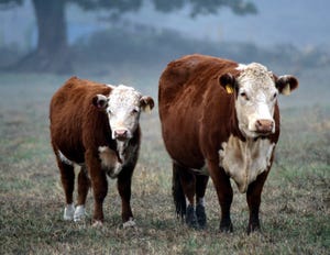 N&H TOPLINE: Cows offer clues to improving fertility in women