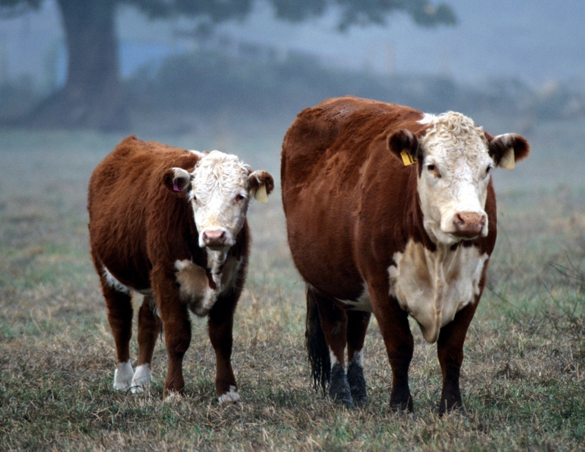 Oklahoma beef checkoff referendum process challenged