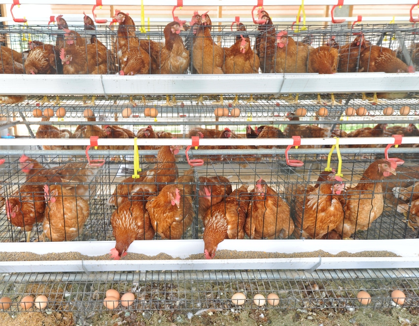 Poultry gut health may be improved under fewer light hours