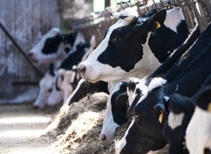 Hoof health impacts Holstein cow behavior