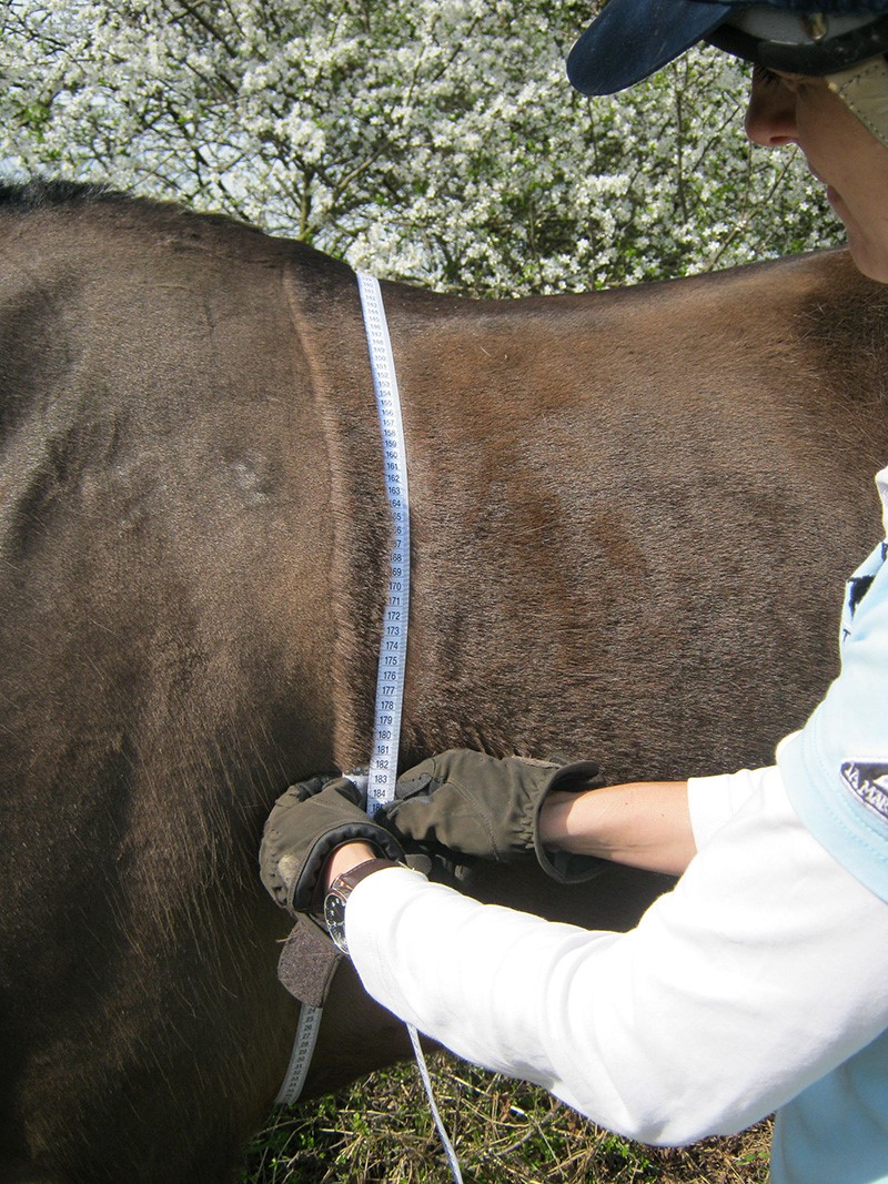 RVC measuring horse girth.jpg