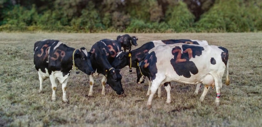 Austral University grooming cow behavior cropped.jpg
