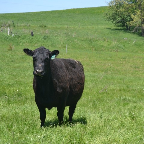 Successful beef reproduction takes year-round effort