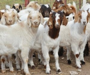 Producer input needed for possible pilot project on sore mouth in goats