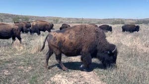 This Week in Agribusiness- Rock Ag Bison