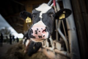 dairy cow face dairy farm.jpg