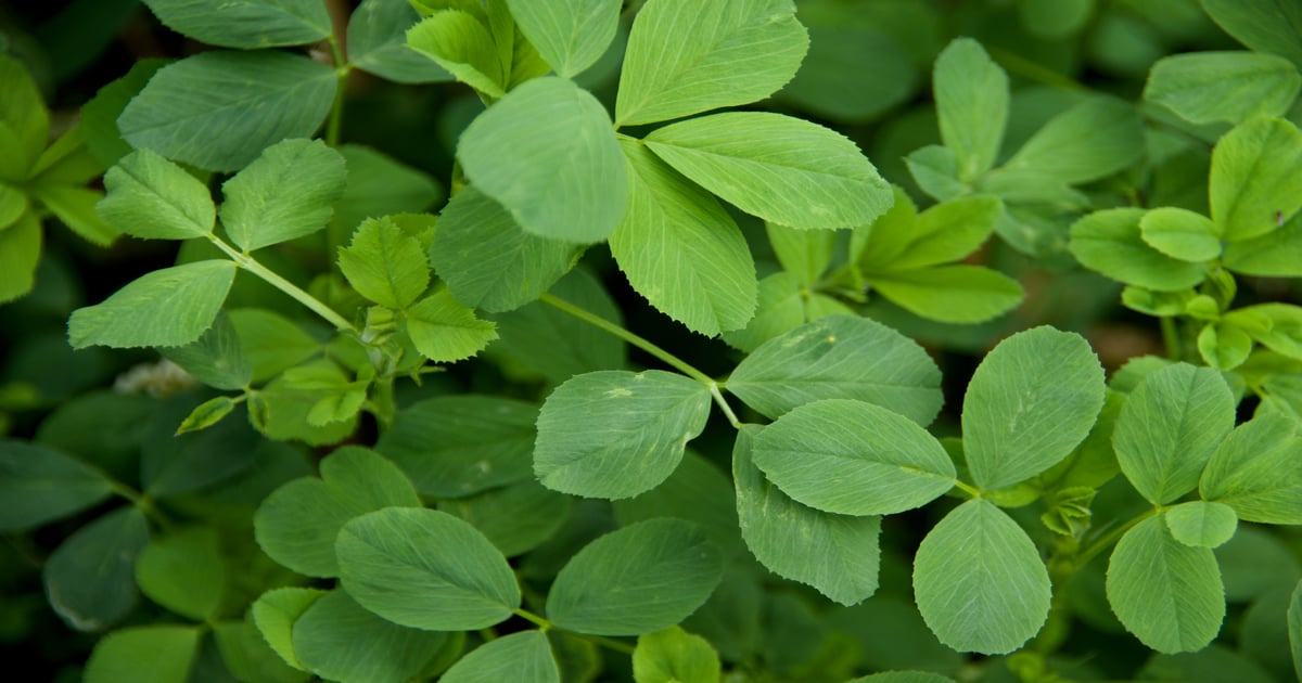 Alfalfa supporters seek parity with other crops