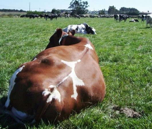 No experimental evidence for magnetic alignment in cattle