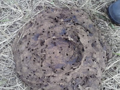 USDA grant fuels research on dung beetles in grassland ecosystem