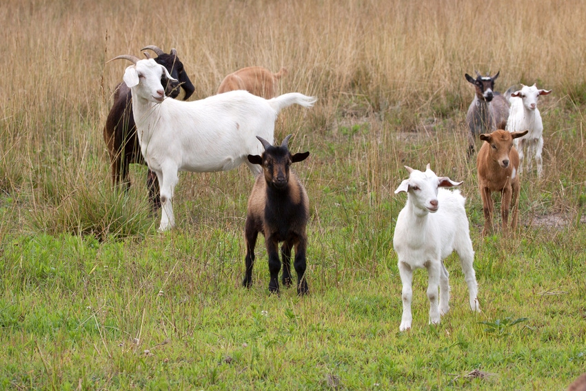 USDA issues report on goat, kid death losses in U.S.