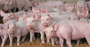 New SID database includes weaner pigs